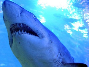 Köpekbalığı 65 yaşındaki sörfçüyü ağır yaraladı