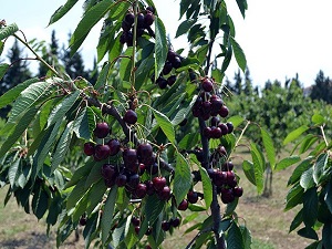 Kanserin düşmanı 'süper meyve'de ilk ürün alındı