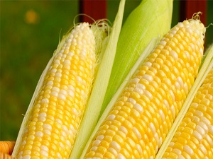 Mısırda fiyat gecikti, çiftçi zarar etti