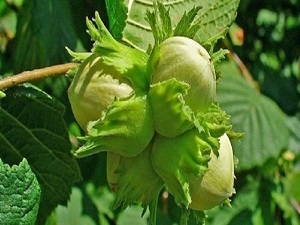 Fındık fiyatı 14 lira seviyesine dayandı