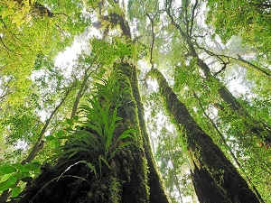 Her yıl 15 milyar ağaç kesiliyor