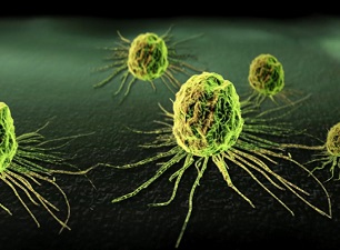 Sıçanlar üzerinde denenen kök hücre çalışması ödül getirdi