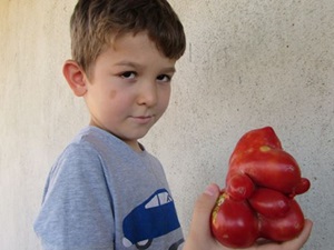 Domatesin şekli görenleri şaşırtıyor