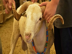 Kurban Bayramı tatili için son açıklama