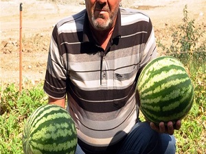 Tohum atmadığı halde bahçesinde karpuz yetişti