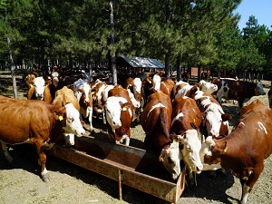 Tavşanlı, 270 büyükbaş hayvan ithal etti