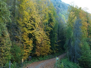 81 kente ağaç talimatı