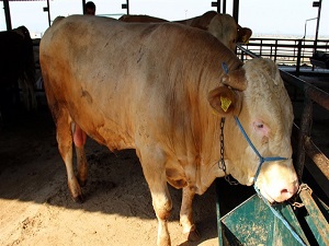 Şampiyonun bonservisi 15 bin TL