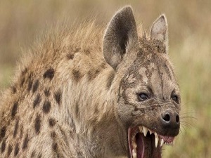 Yabani hayvanlara uydu vericili takip