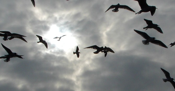 Mutsuzken dünyayı gri görüyoruz