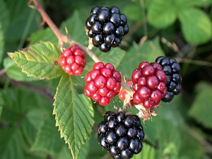 Böğürtlen eczane gibi