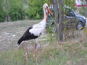 Yaralı leylek koruma altına alındı