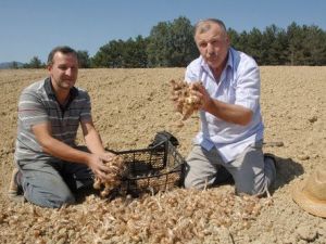 Enişte ve Kayınbirader, Safran Üreticiliğine Başladı