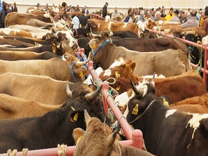 Kurban pazarında kötü kokuya lavantalı önlem
