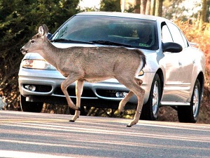 İsveç'te geyik kazalarını önleyecek buluşa ödül
