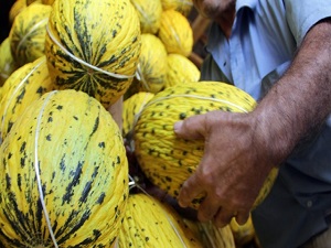 Kırkağaç'ta kavun hasadı başladı