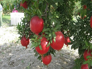 Narda ihracat sıkıntısı