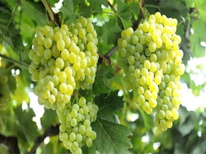 Yabani arılar üzümleri telef etti