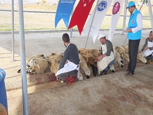 Diyanet'ten 'vekaletle kurban' açıklaması