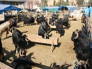 Kurbanlık alacaklara son uyarı