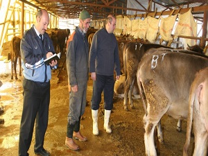 Kurban alırken gebe hayvanlara dikkat