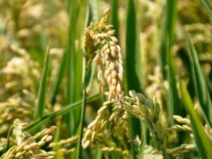 Türkiye Çeltiğinin Yüzde 39,9'unu Edirne Karşılıyor