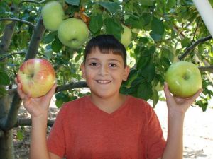 700 Gramlık Organik Elma Yetiştirdi