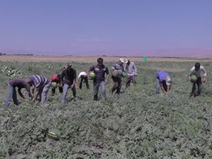 Karpuz toplamaya Urfa'dan Muş'a geldiler