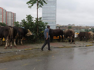 Kurbağalı Dere Taşınca Kurban Pazarı Sular Altında Kaldı