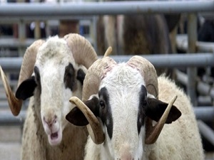 Kurbanlık bitti ama kazanç yok