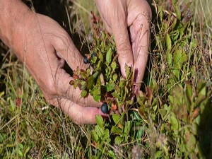 Mavi yemiş, Karadenizli üreticiye kazandıracak