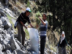 Sadece Sütçüler'de yetişiyor, dünyaya ihraç ediliyor