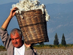 Pamuk üretimi 8 yılda 4 milyon tona çıkmalı
