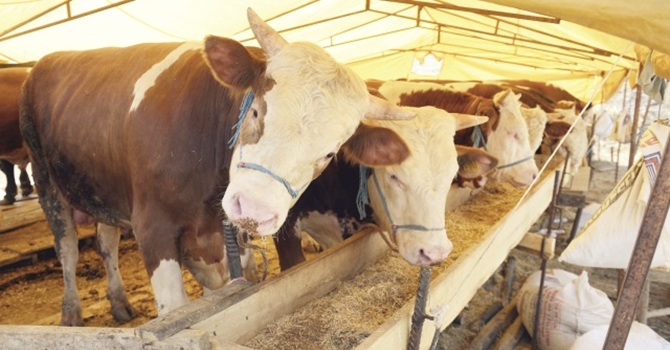 Türkiye Kurban Bayramı'na hazır​