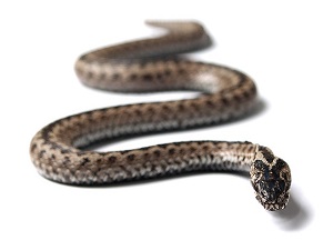 'Yılan panzehiri ülkemizden karşılanabilir'