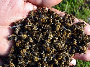 'Türkiye'de arı ölümleri kaygı verici boyutlara geldi'