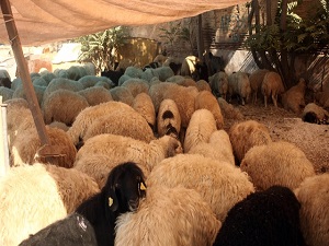 Hastalıklı kurbanın parası geri ödenecek