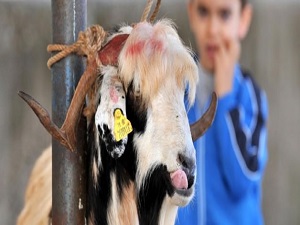 Kurbanlık alırken bunlara dikkat!