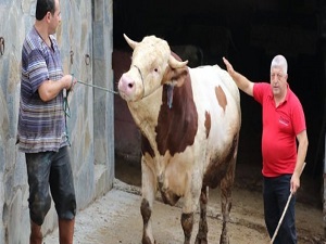 1,5 tonluk 'Minik' ev fiyatına satışa çıktı