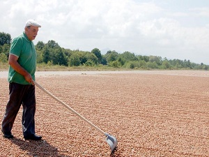 Fındık kaliteli olması için kurutulmalı