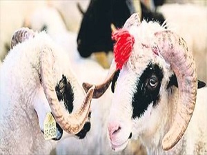 Kulağımıza küpe olsun