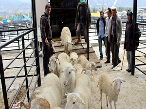 Kurbanlık seçiminde püf noktalar