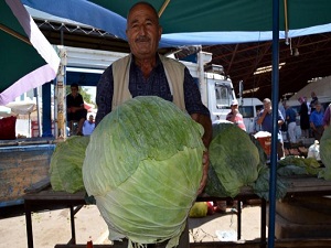 Dev lahana üreticisi Kahramanmaş'ta yüksek verim