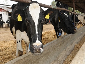 Kredi kartına 9 taksitle kurbanlık