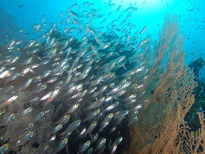 Denizlerdeki canlı nüfusu yarıya indi