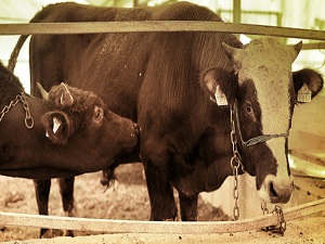 Büyükbaş hayvan sayısı 14,7 milyon oldu