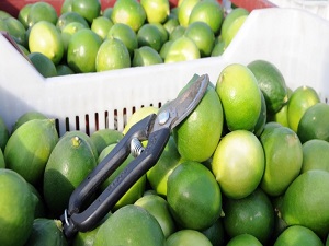 Limonun ateşini hasat düşürdü