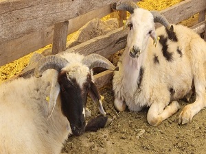 Kurban'da dikkat edilmesi gereken hususlar