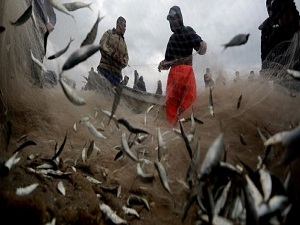 Karadeniz'de balık nesli tükeniyor