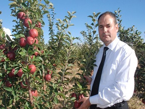 Niğde elmasında yüksek rekolte bekleniyor